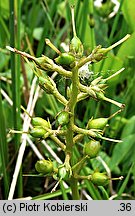 Menyanthes trifoliata (bobrek trójlistkowy)