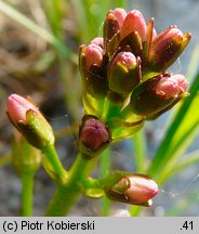 Menyanthes trifoliata (bobrek trójlistkowy)