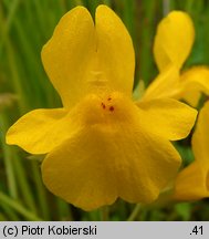 Mimulus guttatus (kroplik żółty)