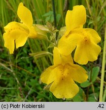 Mimulus guttatus (kroplik żółty)