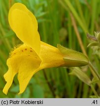 Mimulus guttatus (kroplik żółty)