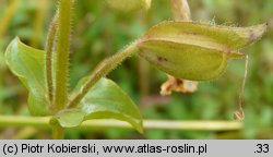 Mimulus guttatus (kroplik żółty)