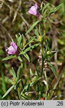 Misopates orontium (wyżlin polny)