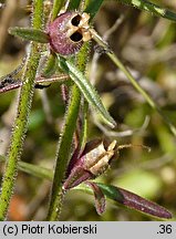 Misopates orontium (wyżlin polny)