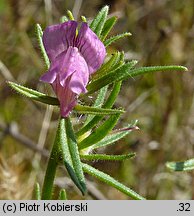 Misopates orontium (wyżlin polny)