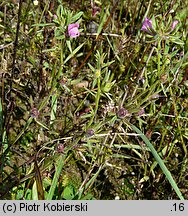 Misopates orontium (wyżlin polny)