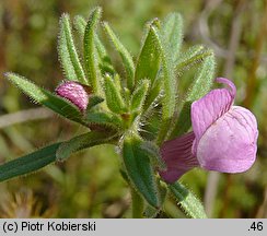 Misopates orontium (wyżlin polny)