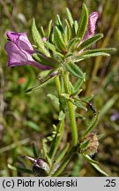 Misopates orontium (wyżlin polny)