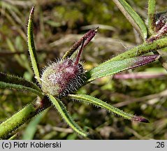 Misopates orontium (wyżlin polny)