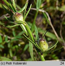 Misopates orontium (wyżlin polny)