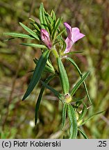 Misopates orontium (wyżlin polny)