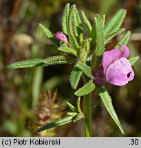 Misopates orontium (wyżlin polny)