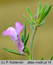 Misopates orontium (wyżlin polny)