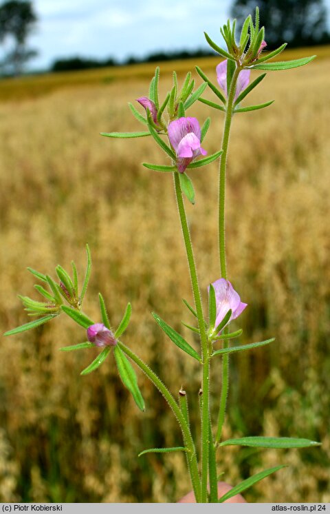 Misopates orontium (wyżlin polny)