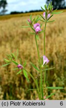 Misopates orontium (wyżlin polny)