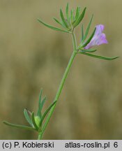 Misopates orontium (wyżlin polny)