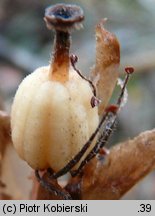 Monotropa hypopitys (korzeniówka pospolita)