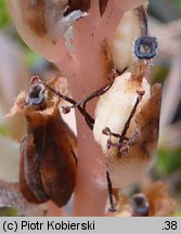 Monotropa hypopitys (korzeniówka pospolita)