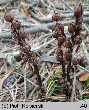 Monotropa hypopitys (korzeniówka pospolita)