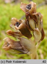 Monotropa hypopitys (korzeniówka pospolita)