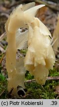 Monotropa hypopitys (korzeniówka pospolita)