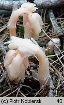 Monotropa hypopitys (korzeniówka pospolita)