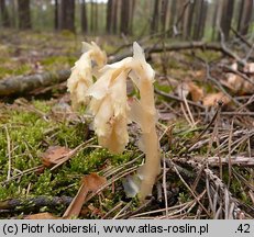 Monotropa hypopitys (korzeniówka pospolita)