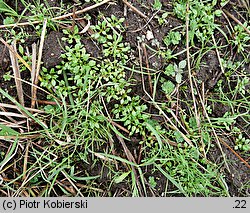 Montia fontana ssp. chondrosperma (zdrojek błyszczący mniejszy)