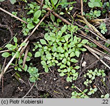 Montia fontana ssp. chondrosperma (zdrojek błyszczący mniejszy)