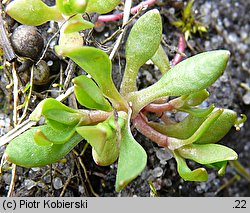 Montia fontana ssp. chondrosperma (zdrojek błyszczący mniejszy)