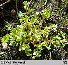 Montia fontana ssp. chondrosperma (zdrojek błyszczący mniejszy)