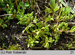 Montia fontana ssp. chondrosperma (zdrojek błyszczący mniejszy)