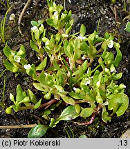 Montia fontana ssp. chondrosperma (zdrojek błyszczący mniejszy)