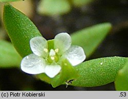 Montia fontana ssp. chondrosperma (zdrojek błyszczący mniejszy)