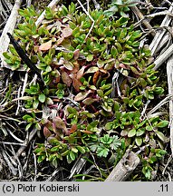 Montia fontana ssp. chondrosperma (zdrojek błyszczący mniejszy)