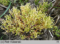 Montia fontana ssp. chondrosperma (zdrojek błyszczący mniejszy)