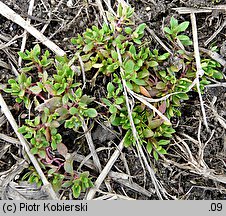 Montia fontana ssp. chondrosperma (zdrojek błyszczący mniejszy)