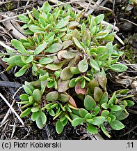 Montia fontana ssp. chondrosperma (zdrojek błyszczący mniejszy)