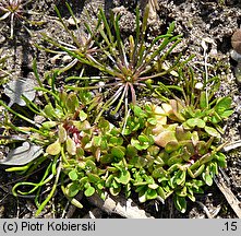 Montia fontana ssp. chondrosperma (zdrojek błyszczący mniejszy)