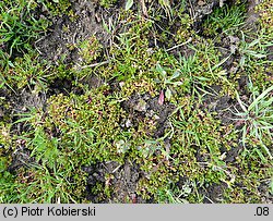 Montia fontana ssp. chondrosperma (zdrojek błyszczący mniejszy)