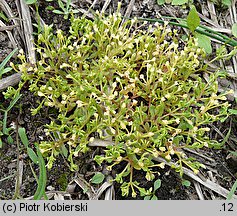 Montia fontana ssp. chondrosperma (zdrojek błyszczący mniejszy)