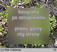 Montia fontana ssp. chondrosperma (zdrojek bÅ‚yszczÄ…cy mniejszy)