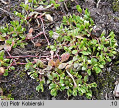 Montia fontana ssp. chondrosperma (zdrojek błyszczący mniejszy)