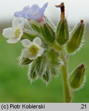 Myosotis discolor (niezapominajka różnobarwna)