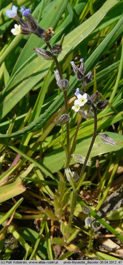 Myosotis discolor (niezapominajka różnobarwna)