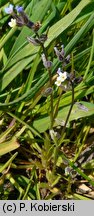 Myosotis discolor (niezapominajka różnobarwna)