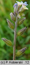 Myosotis discolor (niezapominajka różnobarwna)