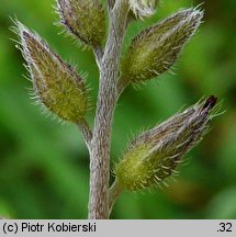 Myosotis discolor (niezapominajka różnobarwna)