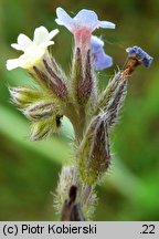 Myosotis discolor (niezapominajka różnobarwna)