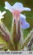 Myosotis discolor (niezapominajka różnobarwna)